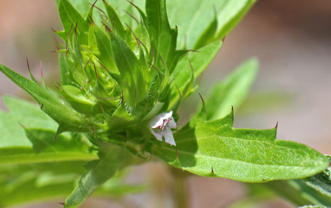 Dracocephalum parviflorum, American Dragonhead